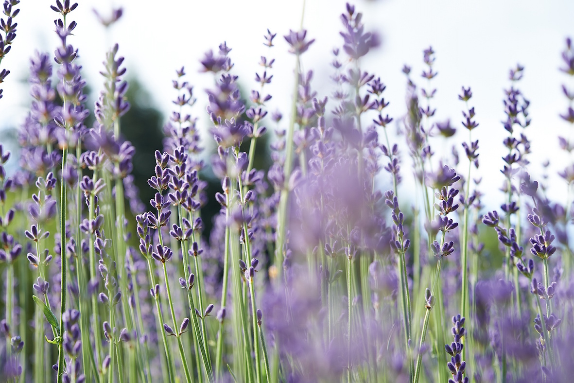 Bild 1 – Entspannungsbehandlung "Lavendeltraum" im September